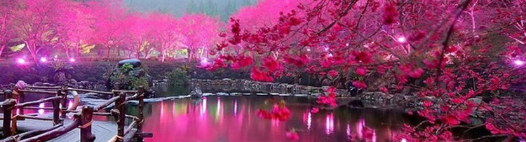цветение сакуры Тайвань.jpg